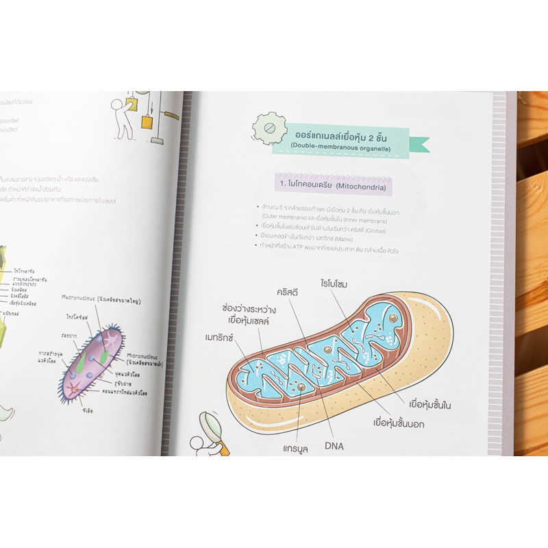 SHORT NOTE AND TEST ติวเข้ม ชีวะ ม.ต้น พร้อมแนวข้อสอบ พิชิตข้อสอบเต็ม 100% (Think Beyond : IDC) 6249 - รูปที่ 6