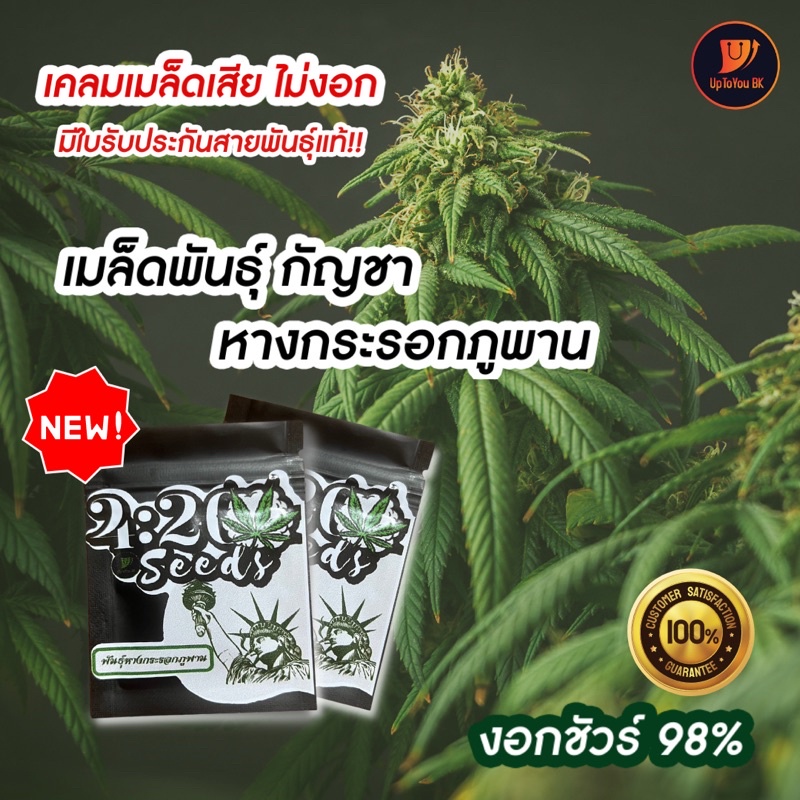 เมล็ดพันธุ์ กัญชา คัดพิเศษ หางกระรอกภูพาน งอกชัวร์ 98% เคลมเมล็ดเสีย พร้อมคู่มือการปลูก จากสกลนคร แท