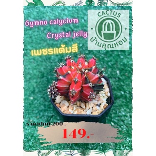 ((หน่อ))ยิมโนคาลิเซียม(jelly crystals )โคลน PTS