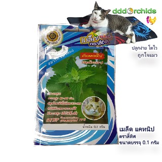 เมล็ดพันธุ์แคทนิป (ต้นไม้ของโปรดแมว) Catnip seeds 1 ซอง : ร้าน dddOrchids