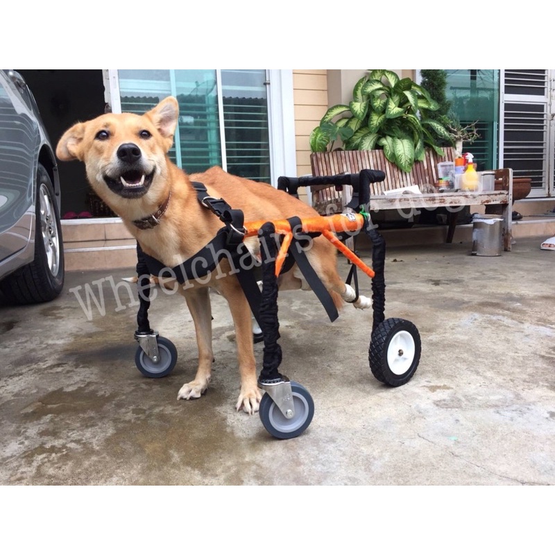 วีลแชร์สุนัข โครงสแตนเลส ขนาดไซส์ M สัตว์เลี้ยง รถเข็น wheelchair for dog **ติดต่อร้านค้าก่อนสั่งซื้อ**โดยสัตวแพทย์