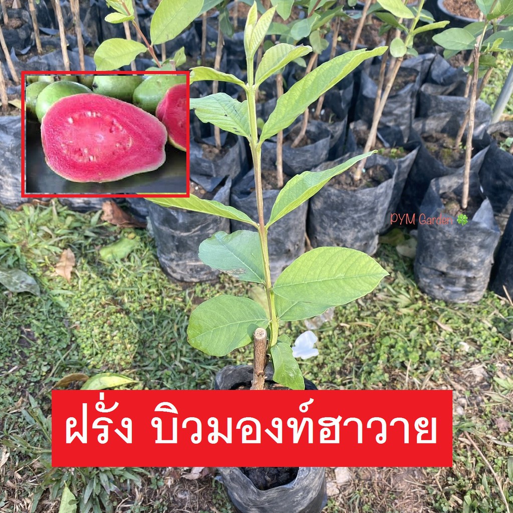 ต้นฝรั่งไส้เเดง ฮาวาย (บิวมองท์ ฮาวาย) เพาะเเบบติดตา เนื้อสุกสีเเดงเข้ม รสชาติหวาน (ส่งใหม่ฟรี หากสินค้าเสียหาย)