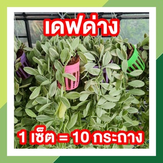 เดฟด่าง (1 เซ็ต = 10 กระถาง) กระถางพลาสติกสี 2 นิ้ว ต้นเดฟใบด่างยาว พร้อมลวดเเขวน ประดับสวนที่บ้าน สวยงาม ช่วยกันแดด