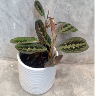 คล้ามารันต้า Maranta Red