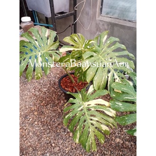 มอนสเตอร่าไทคอน (Monstera Thai con) ต้นใหญ่นำไปตั้งต้นแม่ได้เลย