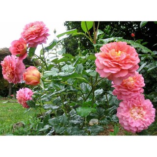 เมล็ดพันธุ์ กุหลาบ พันธุ์ Christopher Marlowe Rose Seeds ดอกใหญ่ นำเข้าจากต่างประเทศ 30 เมล็ด