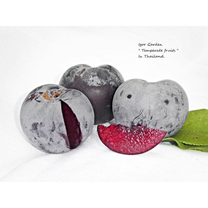 กล้าลูกพลัมดำ🫐🌱 ( Black  Plum ) กล้าละ 250 -  ( สูงประมาณ 30 ซม. / กล้าเสียบยอด )
