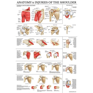 โปสเตอร์ลามิเนต รูปกายวิภาคศาสตร์ และบาดเจ็บที่ไหล่