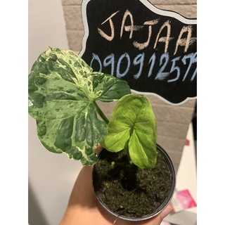 syngonium mojito holland กระถาง 3-4 นิ้ว