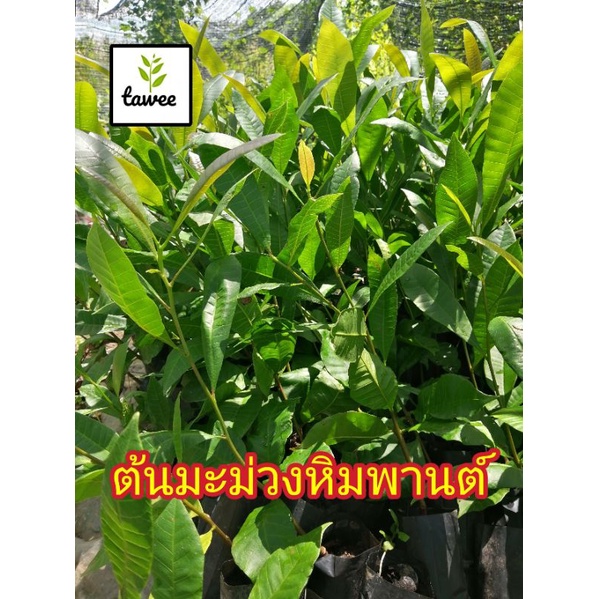 ต้นมะม่วง​หิมพานต์​ เพาะ​เมล็ด​ สูง​ 20-30​ ซม.