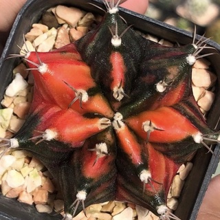 เหมาะสำหรับสายชอบลุ้น ราคาเบาๆ❤️‍🔥🦖💓💎Gymnocalycium mihanovichii variegata💖 💞💞ยิมโนด่างจี๊ดจ๊าด แซ่บมากค่ะพรี่พรี่