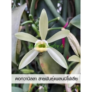 ต้นวานิลลาแพลนนิโฟเลีย กระถาง 10 นิ้ว สูง 90 ซม มี 3 เถา (สั่งได้ไม่เกิน 1 กระถาง ต่อ 1 ออเดอร์นะคะ)