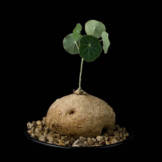 Stephania erecta ว่านบัวบก หัวบัวบกโขด Gotu kola ขนาดเทียบกับไข่เป็ด ไม้ประดับ หายาก ขนาด 500-700 กรัมขึ้นไป