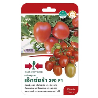 มะเขือเทศลูกใหญ่ F1 เอ็กซ์ตร้า390 ศรแดง PLUM TOMATO SEED EAST-WEST SEED XTRA 390 F1