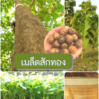 เมล็ดสักทอง เมล็ดพันธุ์ 100 เมล็ด สักทอง เมล็ดไม้ป่าเศรษฐกิจ