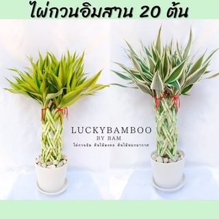 ไผ่กวนอิมสาน 20 ต้น สูง 45-50 cm สีเงิน สีทอง