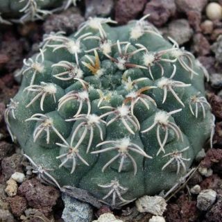 กระบองเพชร ยิมโน ต้นกระบองเพชร  ไม้นำเข้่า Gymnocalycium stellatum v. kleinianum ขนาด 2 cm