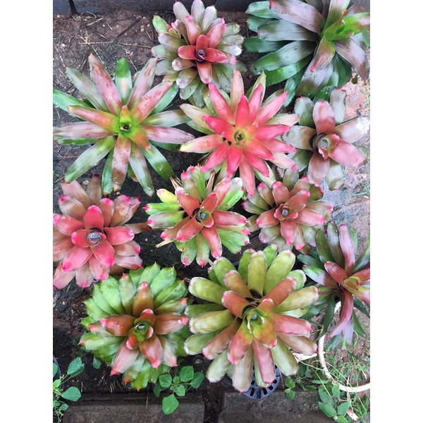 ราคาพิเศษ-นีโอไฮบริดธีมส้มฯลฯ-ยังไม่โตเต็มฟอร์ม# สับประรดสี# Bromeliad #ต้นไม้สวยงาม# ไม้ประดับ# ตกแต่งสวน# ปลูกตกแต่ง