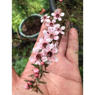 เมล็ดเพันธุ์ Manuka Bright Pink + Red + White ชุดครบ 3 สี