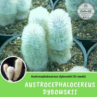 Austrocephalocereus dybowskii