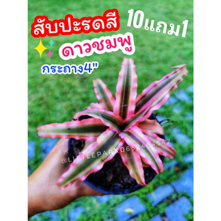 ต้นสับปะรดสี​ ดาวชมพู​ ต้นไม้ในกระถาง4นิ้ว ไม้ประดับ​ สมุนไพร​  ต้นไม้ ฟอกอากาศ สวน  จัดสวน แต่งบ้าน สวนตรัว