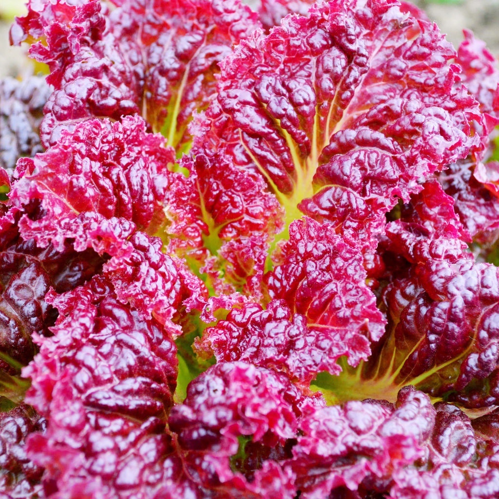 เมล็ดพันธุ์ผักสลัดใบแดงโรสซี่ 90-300 เมล็ด  ปลูกง่าย ทานอร่อย[10 แถม 1 คละได้] - รูปที่ 3