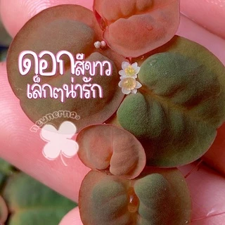 จอกแดงญี่ปุ่น ไม้น้ำปลอดสารพิษ100% ช่วยดูดไนเตรทในน้ำ