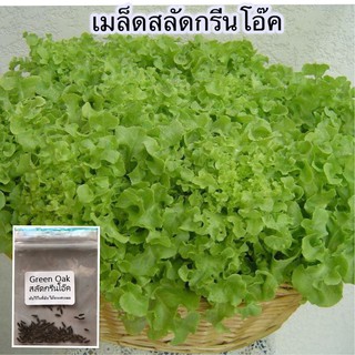 สลัดกรีนโอ๊ค  100  เมล็ด [10 แถม 1 คละได้]