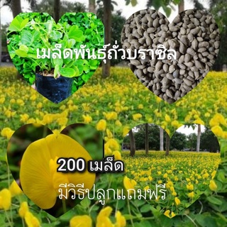 เมล็ดพันธุ์ถั่วบราซิล 🌱(บรรจุ 200 เมล็ด )🌱จัดสวนหย่อม ตกแต่งสนามหญ้า พืชคลุมดิน