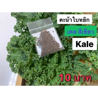 เมล็ดพันธุ์คะน้าใบหยิกคะน้าเคล[greenkale]