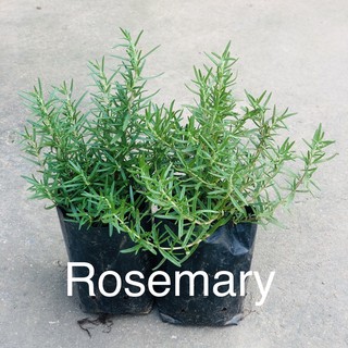 Rosemary 2ต้นสมุนไพรฝรั่ง โรสแมรี่ rosemary เซ็ทคู่ สุดคุ้ม เครื่องเทศ