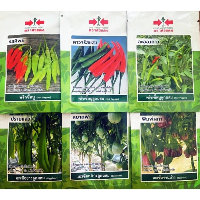 เมล็ดผักศรแดง เจียไต๋ ตะวันต้นกล้าชุดที่3 🌶🍆🍅เมล็ดพริกมะเขือ🌶🍅🍆 พริกขี้หนู พริกยอดสน พริกชี้ฟ้า พริ พริกหนุ่ม ซอง 10 บาท