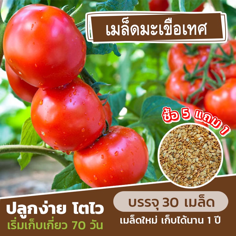 เมล็ดพันธุ์ มะเขือเทศ แบ่งขาย 30 เมล็ด (ซื้อ 5 แถม 1)