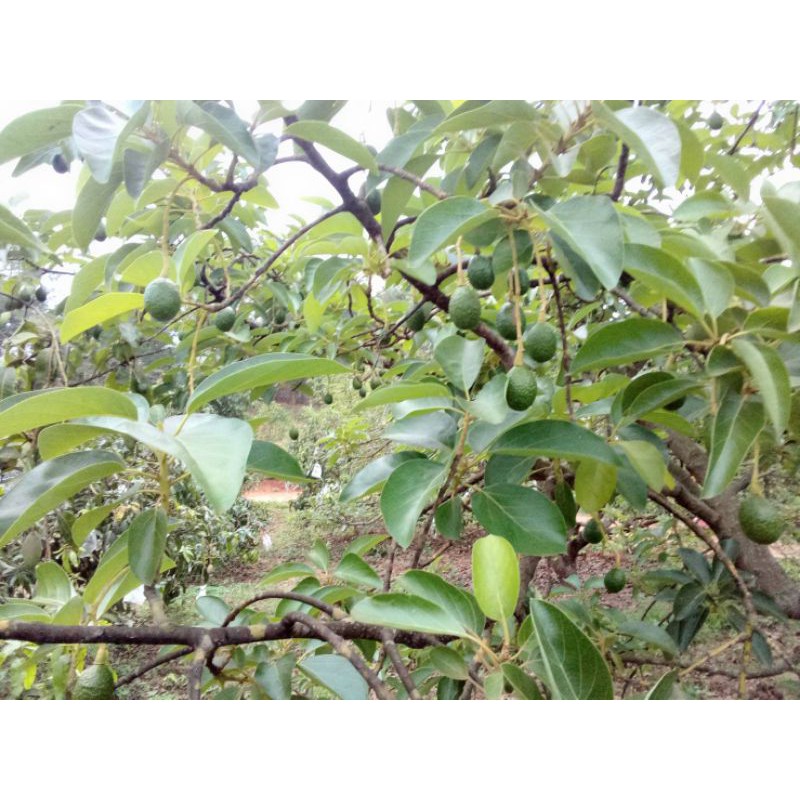 อโวคาโดเสียบยอด บูธ7 จำนวน5ต้น - รูปที่ 2