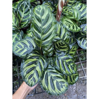 คล้า calathea makoyana ไม้ประดับ