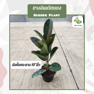 ต้นยางอินเดียแดง Rubber Plant (ต้นใหญ่80-90Cm.) ส่งทั้งกระถาง10"นิ้ว