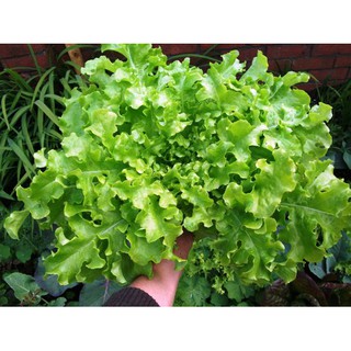 สลัดกรีนโบว์ล (เมล็ด) Green Salad Bowl Lettuce Seed