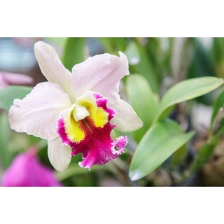 30 เมล็ดพันธุ์ เมล็ดกล้วยไม้ แคทลียา (Cattleya Orchids) Orchid flower seeds อัตราการงอก 80-85%