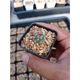 turbinicarpus nikolae ไม้เมล็ด ออกดอกทั้งปี