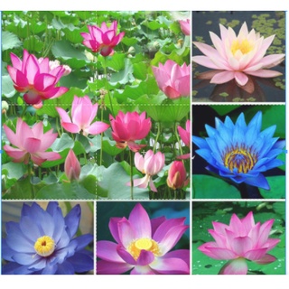 7 เมล็ด เมล็ดบัว คละสี ดอกใหญ่ สายพันธุ์เมล็ดบัว ดอกบัว Lotus seeds