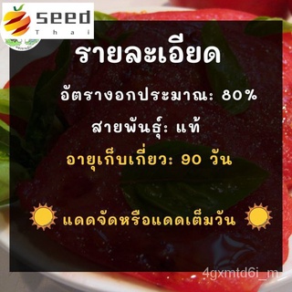 (ผู้ค้าส่งเมล็ดพันธุ์) เมล็ดพันธุ์ มะเขือเทศ บีฟสเต็ก 50 เมล็ด Red Beefsteak Tomato เมล็ดพันธุ์นำเข้าแท้ 100% นำไปขยายพั