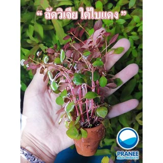 ต้นไม้น้ำคละชนิด *ซื้อ 5 กระถางแถม 2 กระถาง*รวม 7 กระถาง **กรุณาอ่านรายละเอียดก่อนสั่งซื้อแพ็คใส่เจลเย็นไปด้วย**