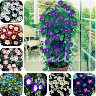 （อัตราการปลูกสูง）Morning Glory Flower Seeds Garden Seed Funny Climbing Plants Garden Hobbies Multiple Colour Garden Flow