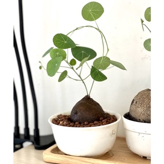 บัวบกโขดพร้อมกระถางเซรามิก Stephania erecta จัดใบวงกลม +จานรอง ต้นบัวบกโขด ไม้ยอดนิยม