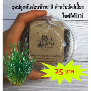 ชุดเพาะต้นอ่อนข้าวสาลี หญ้าแมว (ไซต์ Mini)