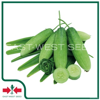 เมล็ดอวบอ้วน100%East-West Seed เมล็ดพันธุ์แตงกวา (Cucumber seeds) หอมใบเตย F1 เมล็ดพันธุ์ผัก เมล็ดพันธุ์ ผักสวนครัว  แตง