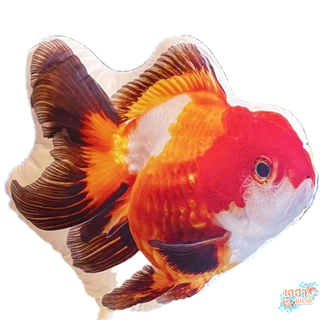 หมอนลายปลาทองออรันดา, ฮอรันดา (Oranda Goldfish)