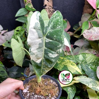 Alocasia Frydek Variegated - อโลคาเซียฟรายเด็คด่างขาว