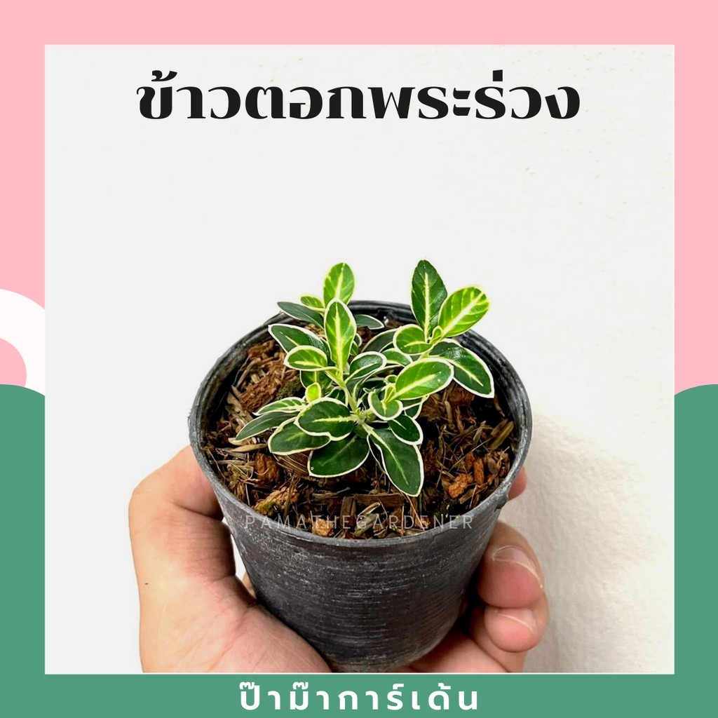 ต้นข้าวตอกพระร่วง มาในกระถางพร้อมตั้ง