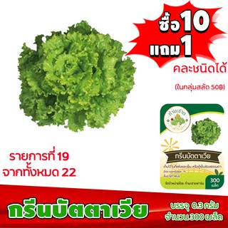 (ซื้อ10แถม1 ฟรีคู่มือ) เมล็ดพันธุ์ กรีนบัตตาเวีย GREEN BATAVIA  0.5กรัม (ประมาณ 500เมล็ด) ทำมะชาดฟาร์ม ผักสลัด เมล็ดพันธ